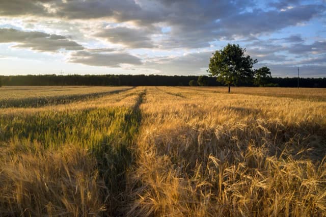 Motywy w Chłopach Reymonta, które zmieniają nasze spojrzenie na wieś Motywy w Chłopach Reymonta, które zmieniają nasze spojrzenie na wieś